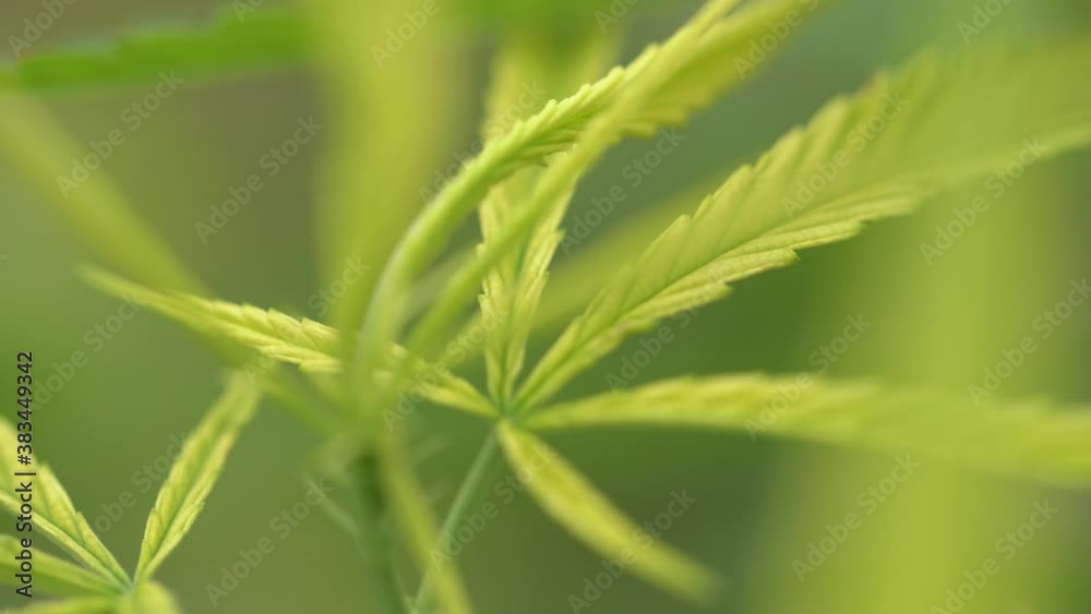 close up of green cannabis leaf background close up of green cannabis leaf background