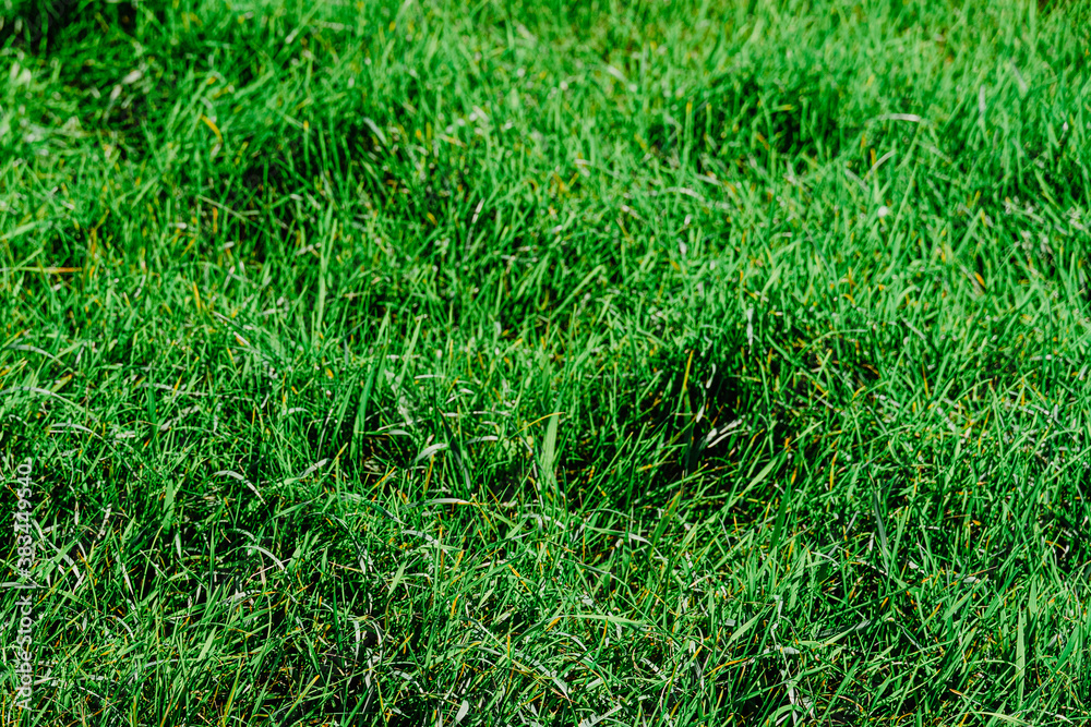 green grass background green grass background