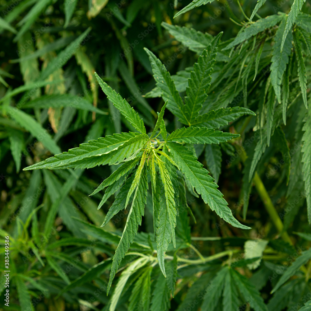 Cannabis plants growing outdoors, view from above.