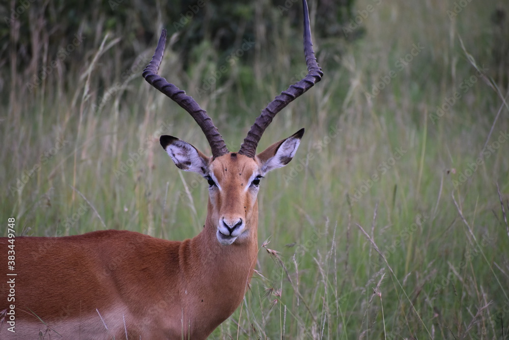 impala in the savannah impala in the savannah