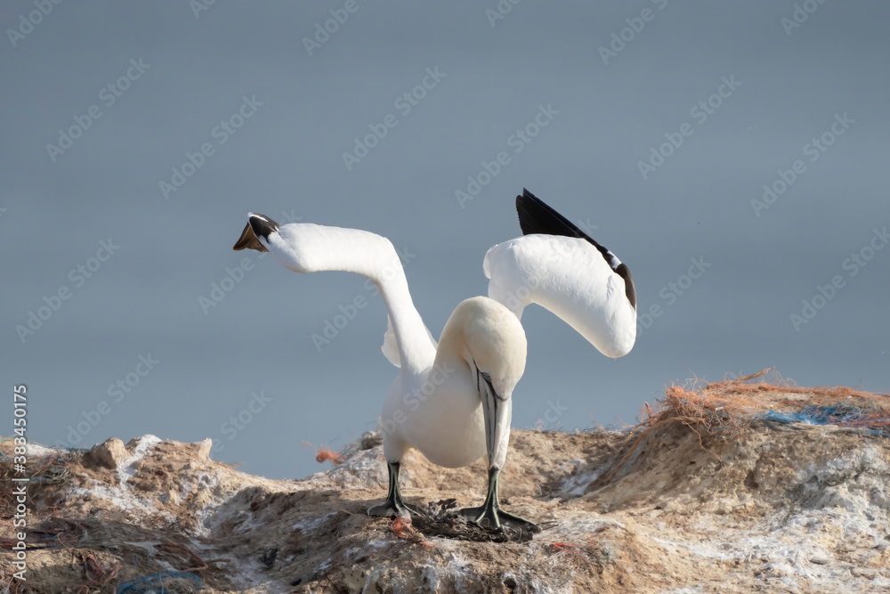 Northern gannet with spreadout wings landing in a breeding colony at cliffs of Helgoland island, Germany Northern gannet with spreadout wings landing in a breeding colony at cliffs of Helgoland island, Germany
