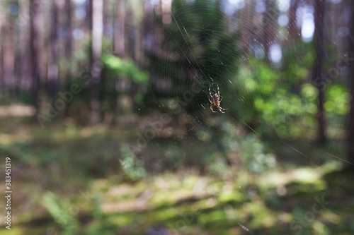 Spider climbing on the web in autumn