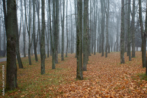 In the autumn forest with colored leaves