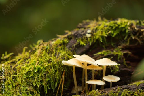 Eine Gruppe kleiner Pilze im Herbst im Wald auf einem mit Moos bewachsenen Ast photo
