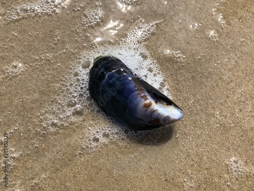 Muschel am Strand 