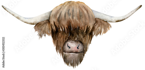 Stampa su tela Scottish highland cow head