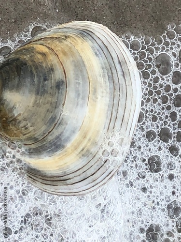Muschel bei Flut