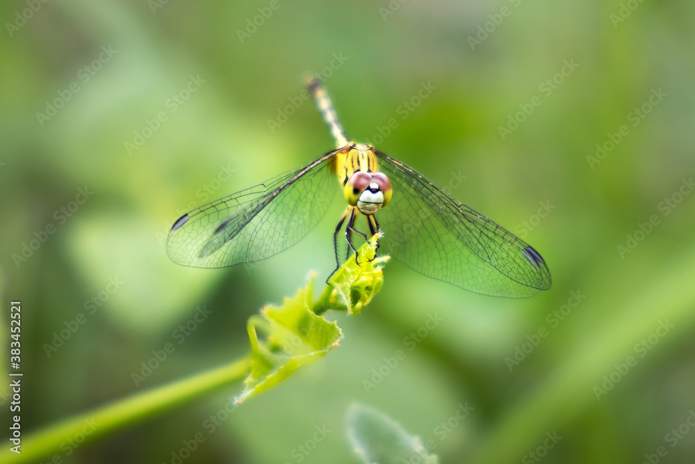 Yellow dragonfly (Long-legged marsh glider) holding on the leaf. Yellow dragonfly (Long-legged marsh glider) holding on the leaf.
