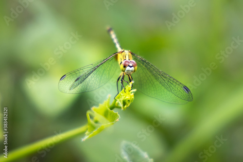 Yellow dragonfly (Long-legged marsh glider) holding on the leaf. 