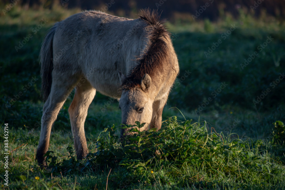 Fototapeta premium horse in the meadow