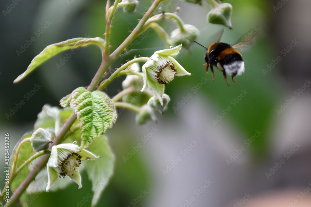 raspberry bush branch with flowers and young green unripe berries in the garden in spring. a bumblebee flies up to the flower raspberry bush branch with flowers and young green unripe berries in the garden in spring. a bumblebee flies up to the flower