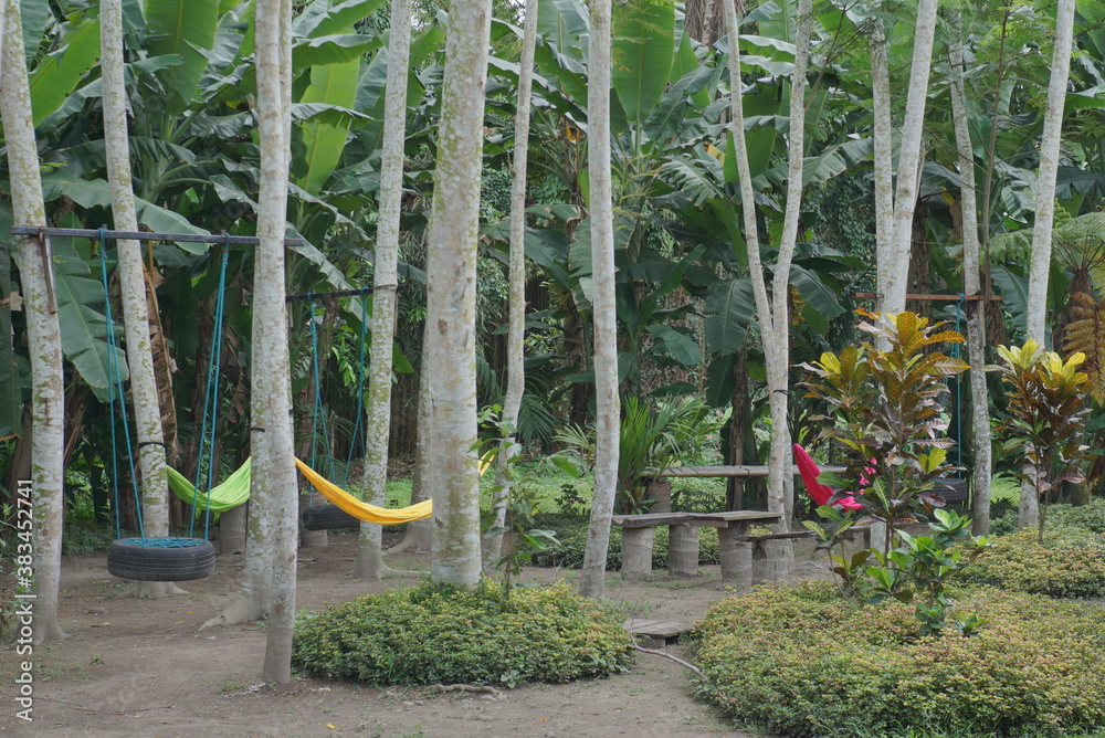Fototapeta premium Hammock on tree from several angle.