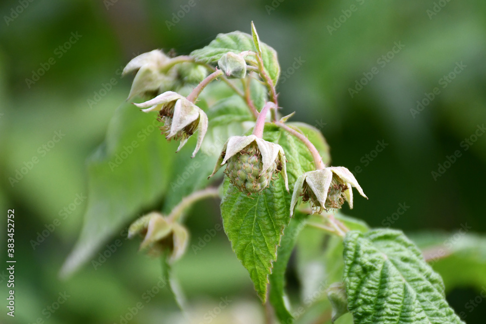 raspberry bush branch with flowers and young green unripe berries in the garden in spring raspberry bush branch with flowers and young green unripe berries in the garden in spring
