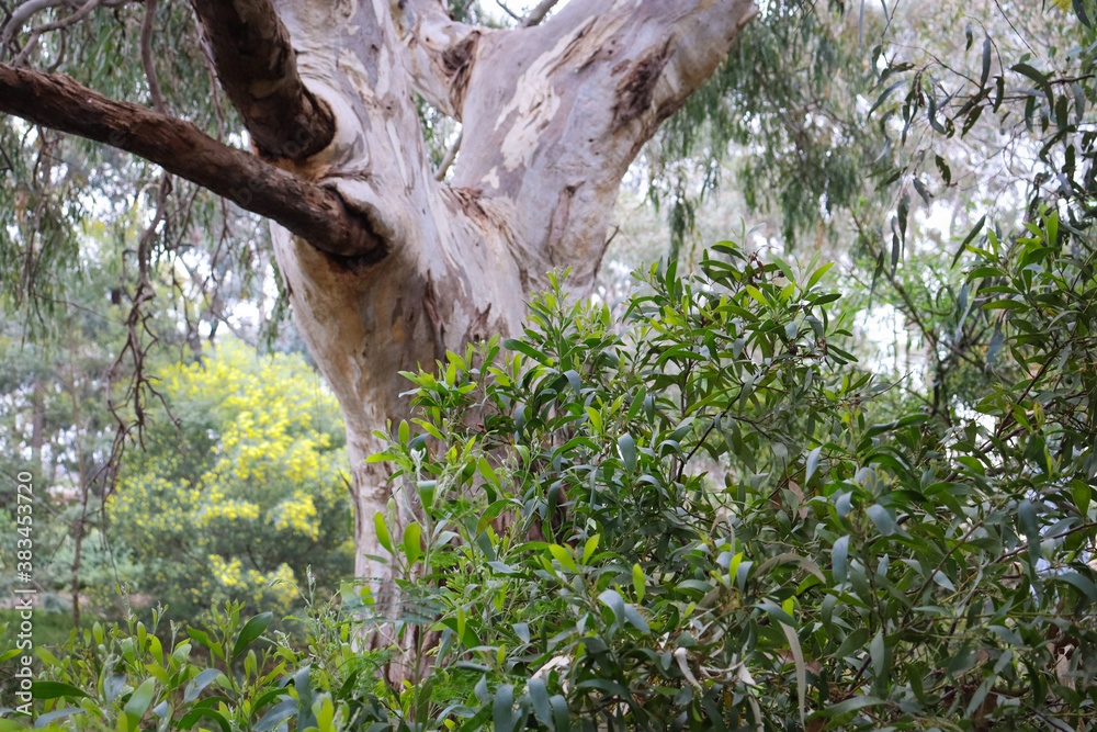 Fototapeta premium eucalypt tree in bushland with wattle in background shot in selective focus