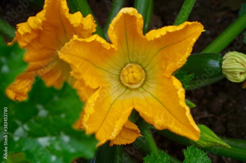 Yellow courgette flower