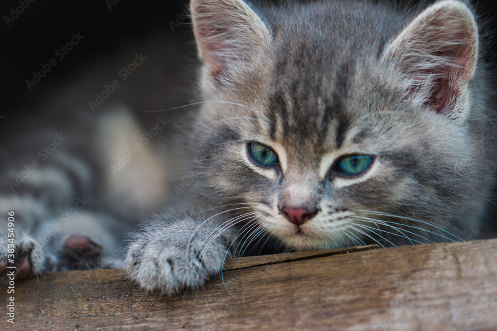 gray kitten on a wooden background
