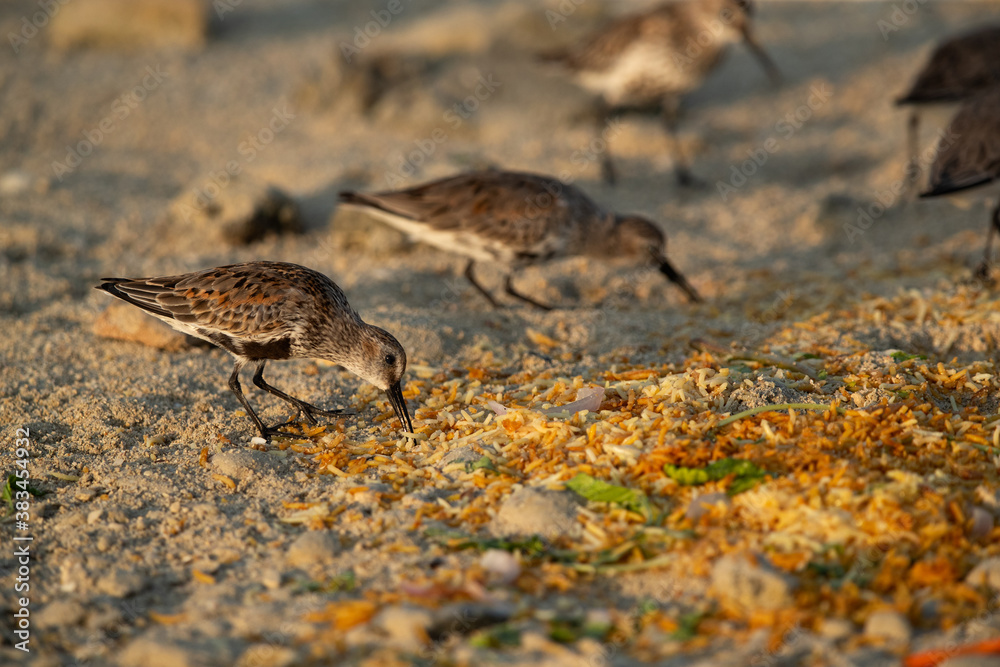 Dunlins feeding at Busaiteen coast, Bahrain. Leftover thrown on the sea coast. Dunlins feeding at Busaiteen coast, Bahrain. Leftover thrown on the sea coast.