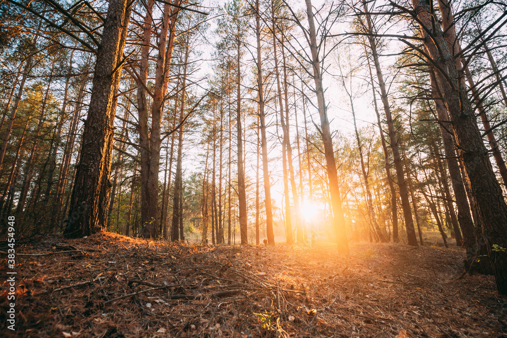 Beautiful Sunset Sunrise In Autumn Coniferous Forest. Sunlight Through Woods In Fall Forest Landscape. Ground Is Strewn With Pine Needles Beautiful Sunset Sunrise In Autumn Coniferous Forest. Sunlight Through Woods In Fall Forest Landscape. Ground Is Strewn With Pine Needles
