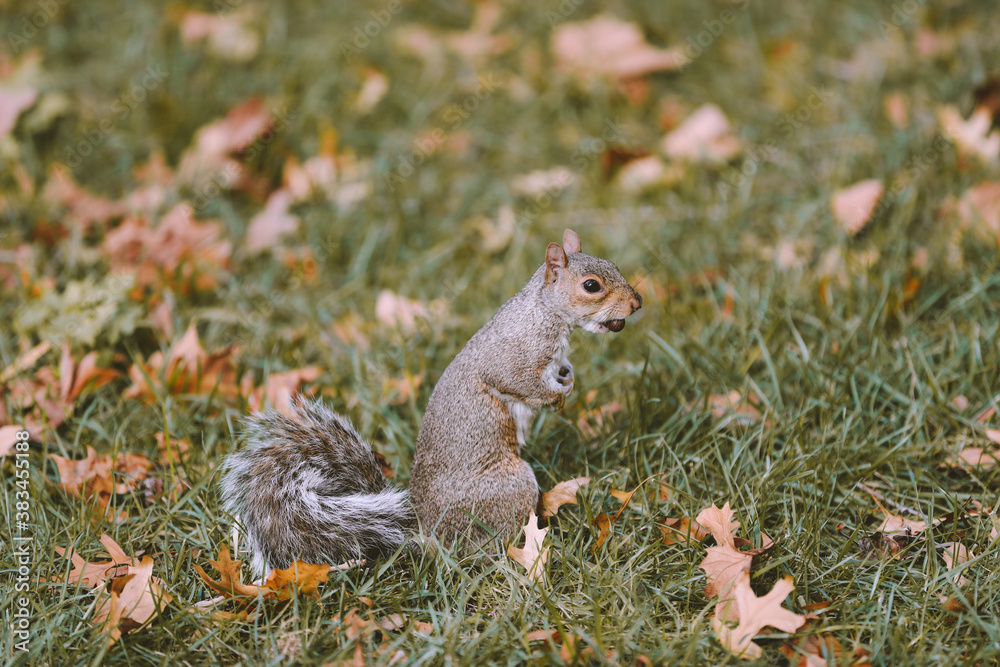 Squirrel on the grass,The Battery,New York City Squirrel on the grass,The Battery,New York City