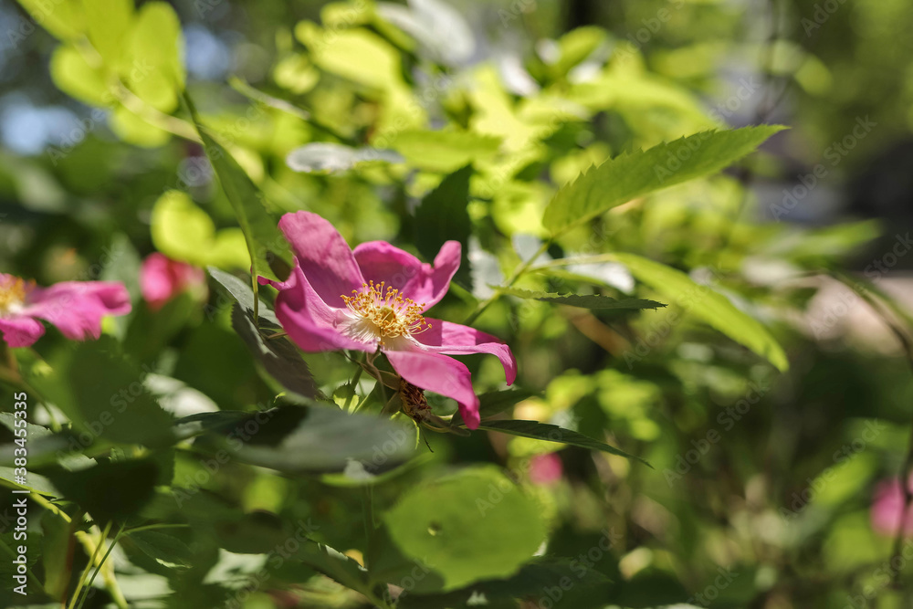 A delicate flower of wild rose. Yaroslavl. Beautiful summer day. A delicate flower of wild rose. Yaroslavl. Beautiful summer day.