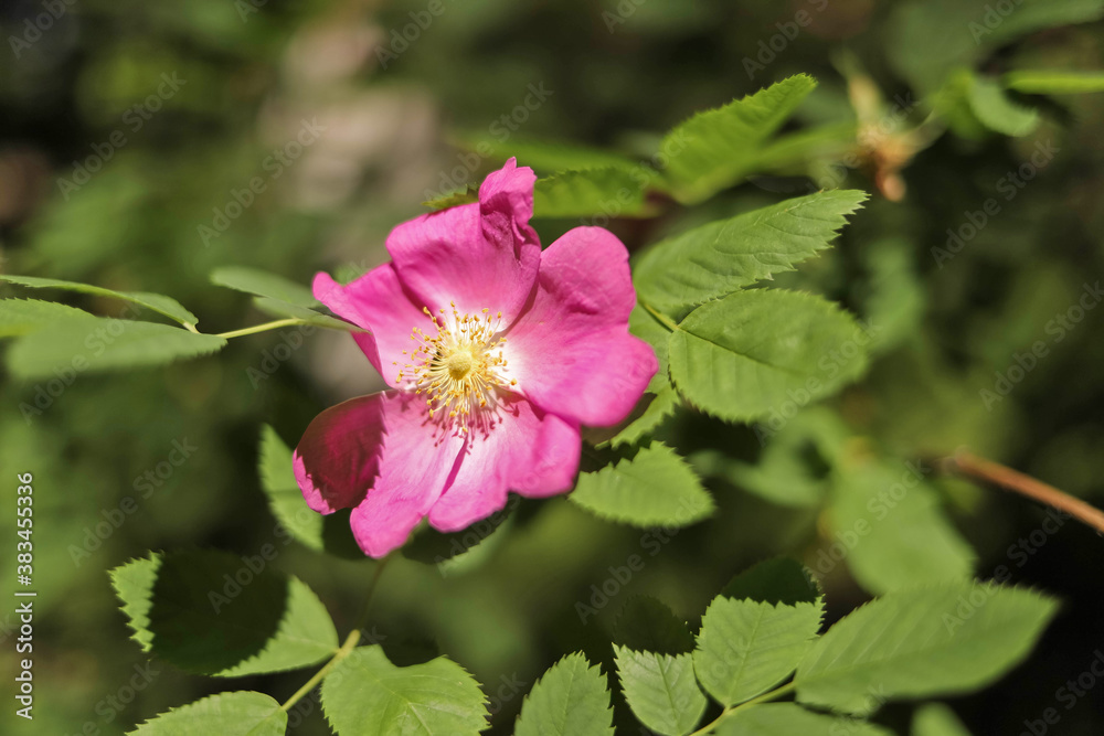 A delicate flower of wild rose. Yaroslavl. Beautiful summer day.