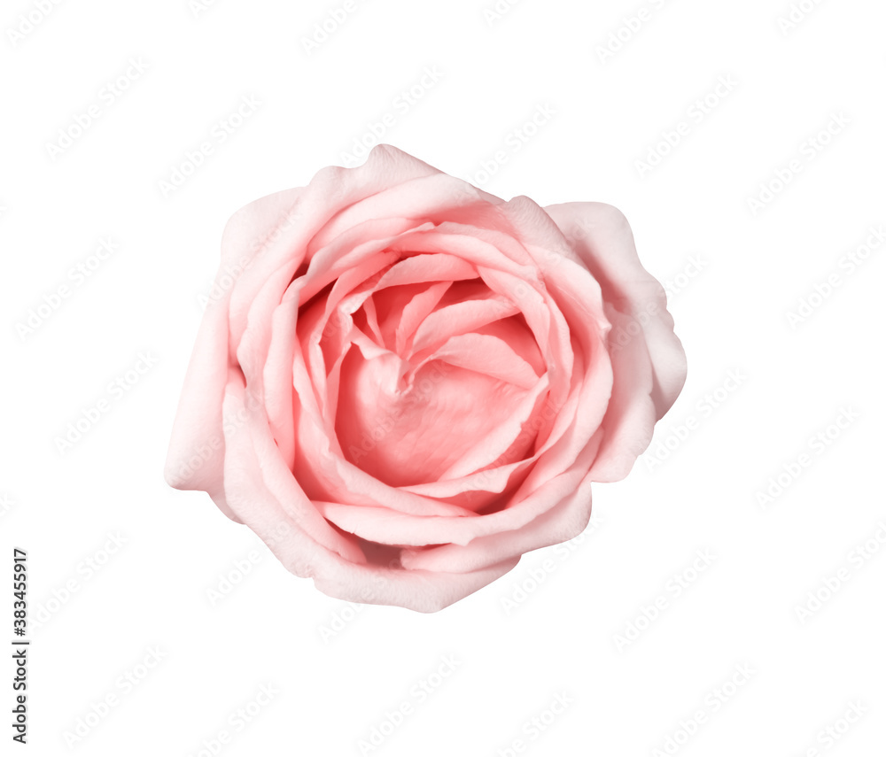 Top view pink rose flower isolated on white background , clipping path Top view pink rose flower isolated on white background , clipping path