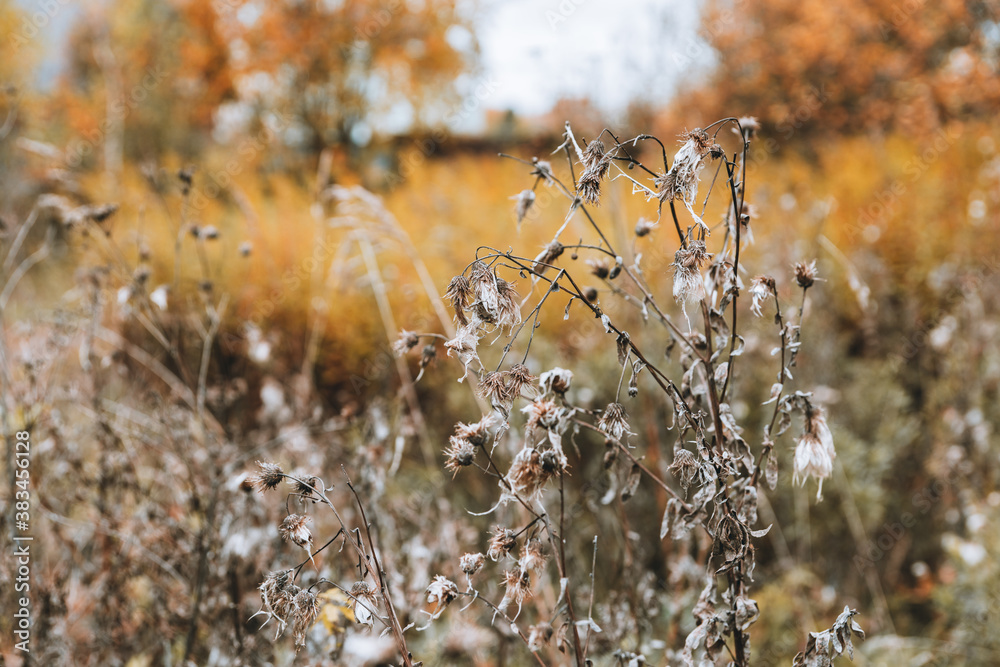 Fototapeta premium Faded old weeds on the autumn field in rainy day. Selective focus. Shallow depth of field.