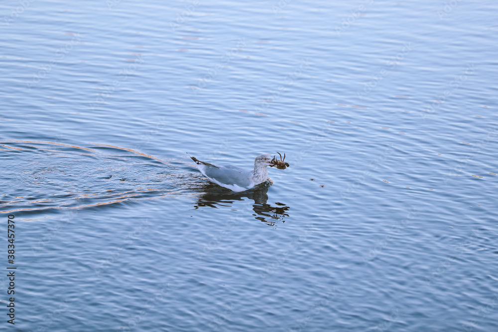 Seabirds caught crabs, Boothbay Harbor, Maine Seabirds caught crabs, Boothbay Harbor, Maine