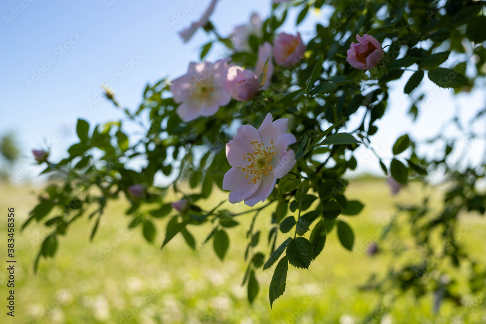 A delicate flower of wild rose. Yaroslavl. Beautiful summer day.