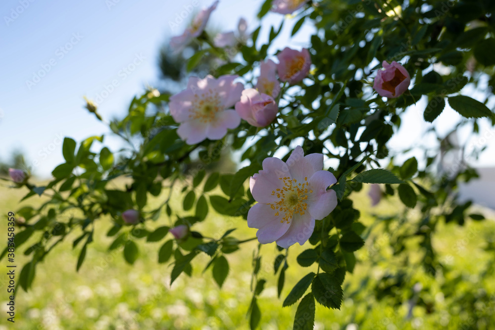 A delicate flower of wild rose. Yaroslavl. Beautiful summer day.