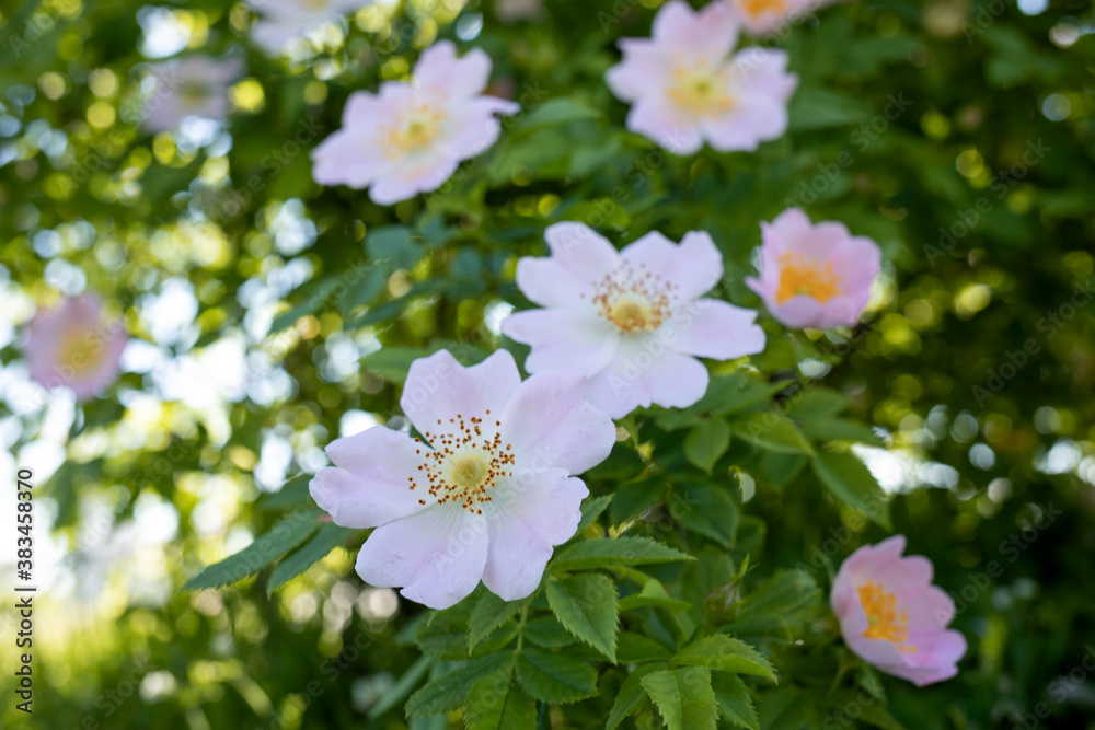 A delicate flower of wild rose. Yaroslavl. Beautiful summer day. A delicate flower of wild rose. Yaroslavl. Beautiful summer day.