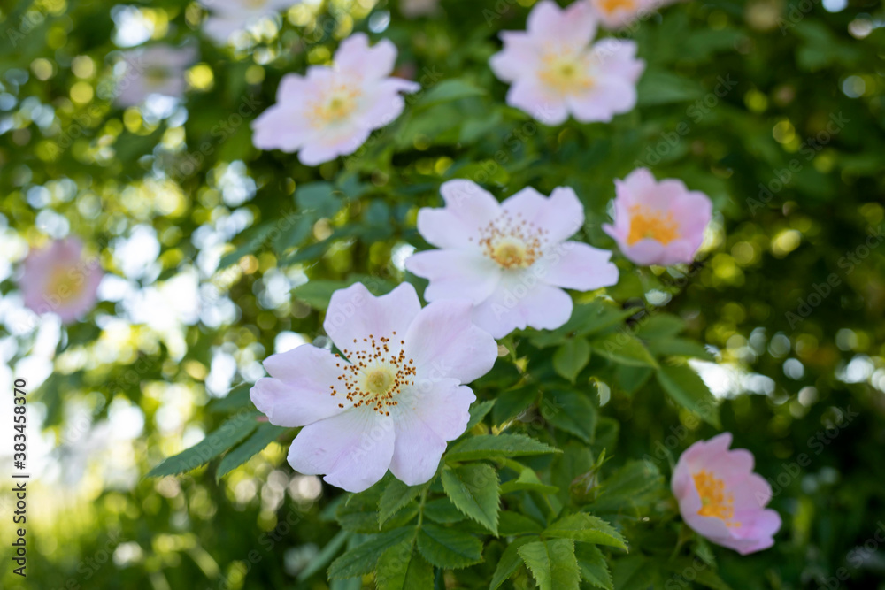 A delicate flower of wild rose. Yaroslavl. Beautiful summer day.