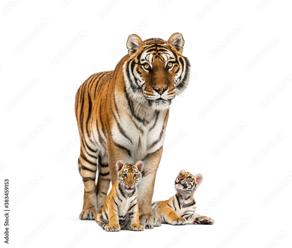 Fototapeta premium Tiger and her cubs standing in front, white background