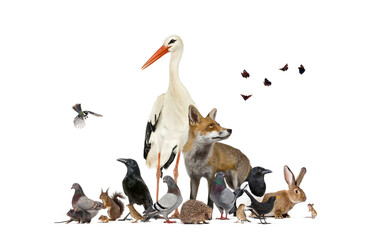 Group of many animals from european fauna park and garden, red fox, stork