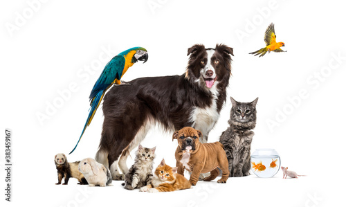 Group of pets posing around a border collie; dog, cat, ferret, r photo