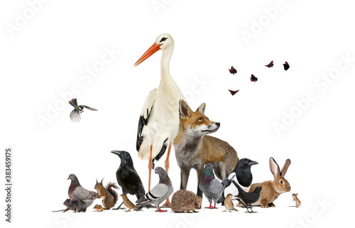 Group of many animals from european fauna park and garden, red fox, stork photo