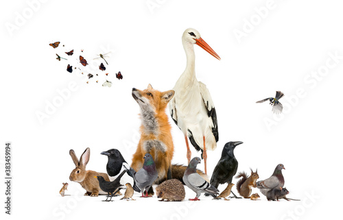 Fototapeta Naklejka Na Ścianę i Meble -  Group of many animals from european fauna park and garden, red fox, stork