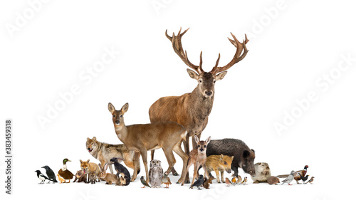 Large group of many european fauna, animals, red deer, red fox, bird, rodent, isolated