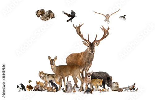 Large group of various european animals, red deer, red fox, bird, rodent, isolated
