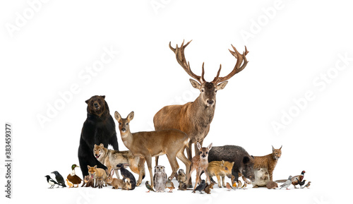 Large group of many european fauna, animals, bear, lynx, red deer, red fox, bird, rodent, isolated © Eric Isselée