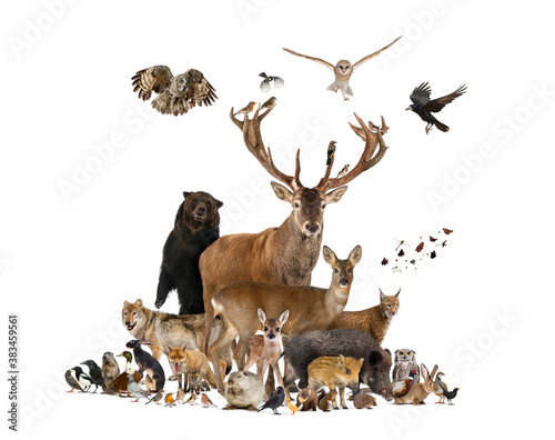 Large group of european animals  red deer  red fox  bird  rodent  wild boar  isolated