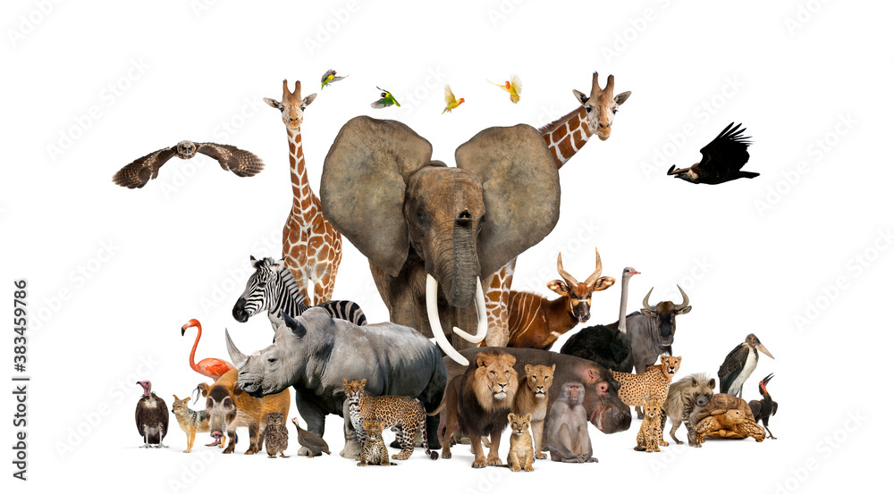 Large group of African fauna, safari wildlife animals together, in a row,  isolated Stock Photo | Adobe Stock