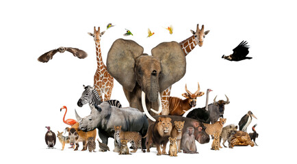 Large group of African fauna, safari wildlife animals together, in a row, isolated