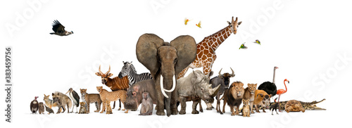 Canvas Print Large group of African fauna, safari wildlife animals together, in a row, isolat