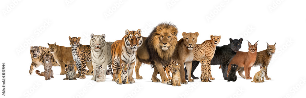 Large group of many adult wild cats and they cub together in a row Large group of many adult wild cats and they cub together in a row