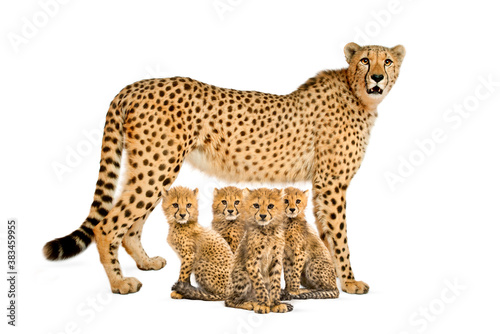 three months old cheetah cub sitting next they mother, isolated