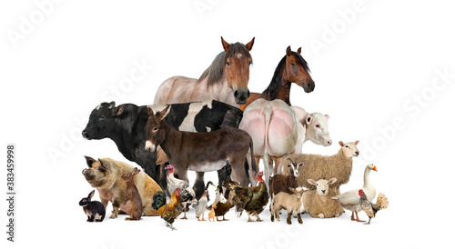 Group of many farm animals standing together