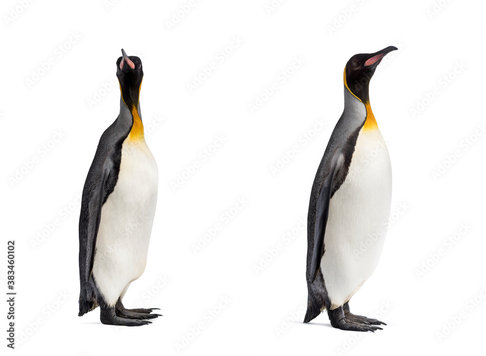 Fototapeta premium Couple of King penguin isolated on white