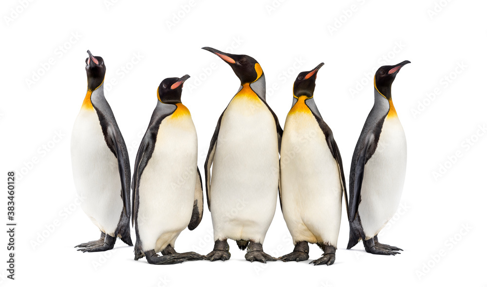 Fototapeta premium Colony of king penguins together, isolated on white