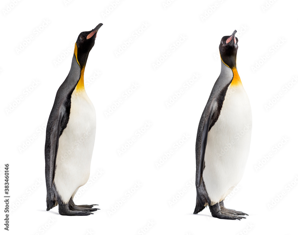 Fototapeta premium Couple of King penguin isolated on white